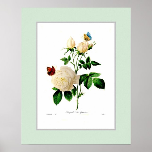 Póster Rosa indica,borde Personalizado (Frente)