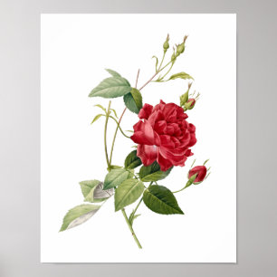 Póster Rosa indica cruenta redoute