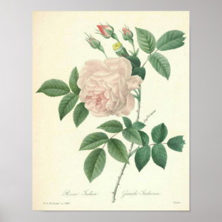 Póster Rosa Indica de Redoute