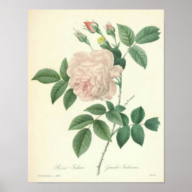 Póster Rosa Indica de Redoute (Frente)