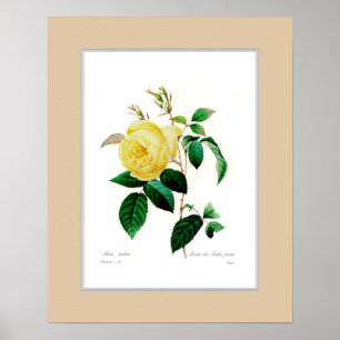Póster Rosa indica, frontera de encargo