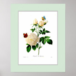 Póster Rosa indica, frontera de encargo