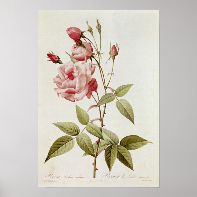 Póster Rosa Indica Vulgaris, de 'Les Rosas (Frente)