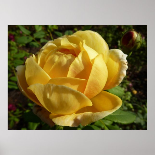Póster Rosa inglés amarillo (Frente)