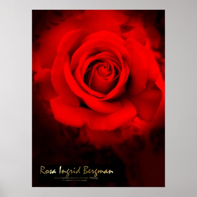 Póster Rosa Ingrid Bergman：Póster (Frente)