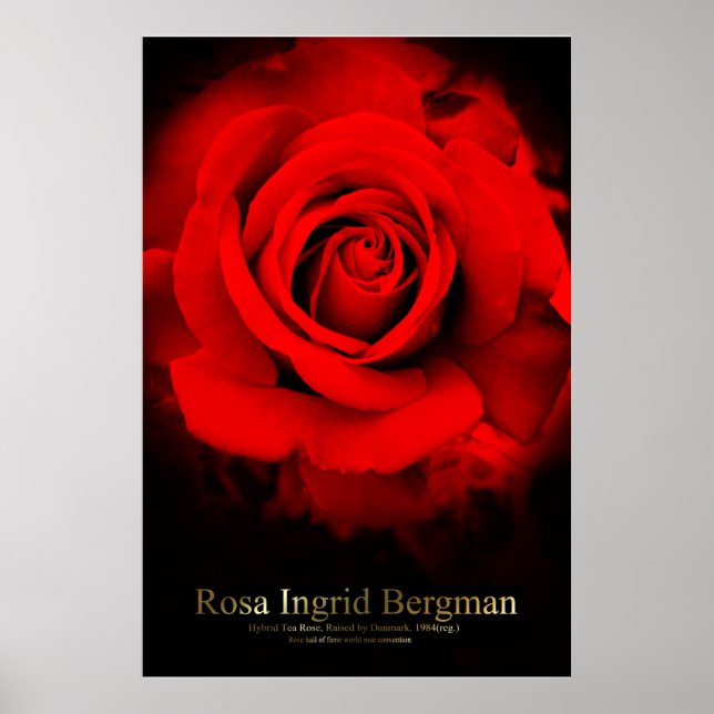 Póster Rosa Ingrid Bergman: Poster (Frente)