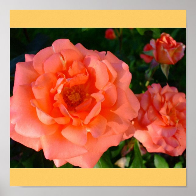 Póster Rosa Jardín Moda Mod Floral Clásico Flores (Frente)