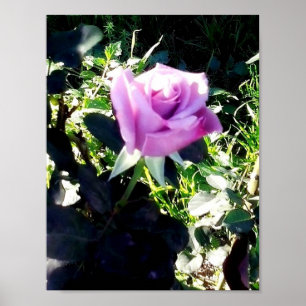 Póster Rosa Lavender
