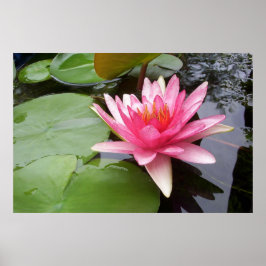 Póster Rosa Lilly En Pond