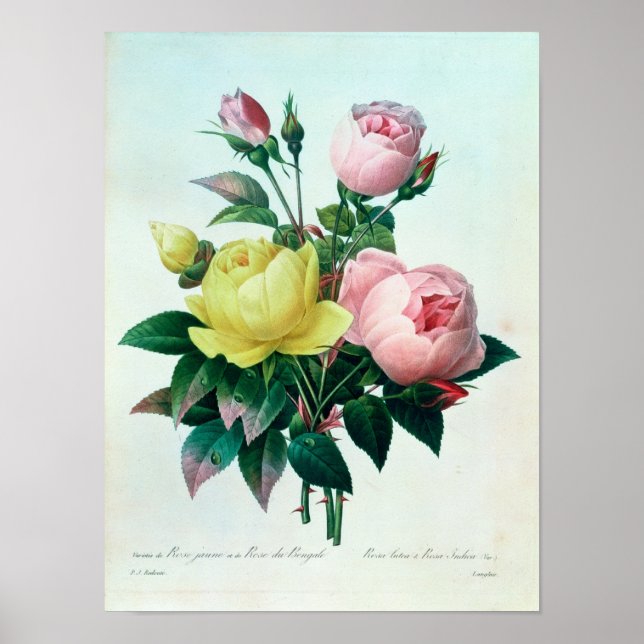 Póster Rosa Lutea y Rosa Indica (Frente)