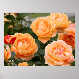 Póster Rosa ‘Manyo’：Poster