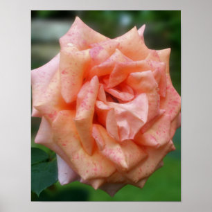 Póster Rosa Melocotón Manchada en Flor