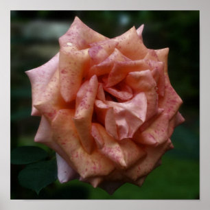Póster Rosa Melocotón Manchada Primer Plano
