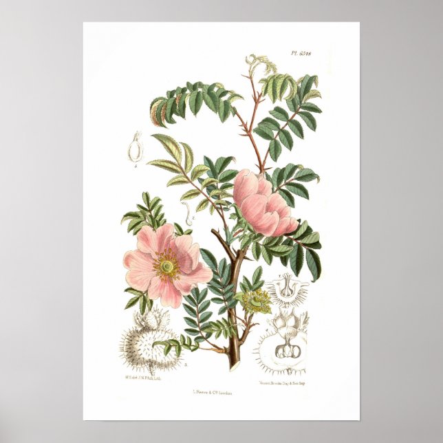 Póster Rosa microphylla (Frente)