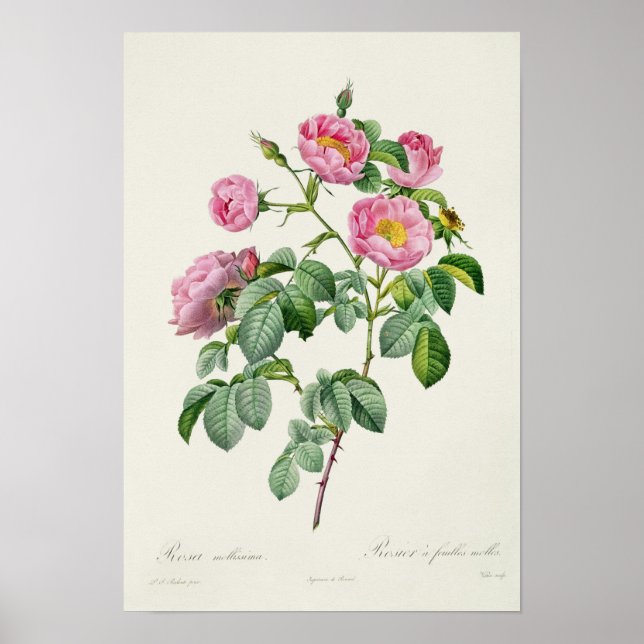 Póster Rosa Mollissima, from 'Les Roses' (Frente)