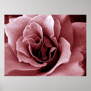 Póster Rosa Monocroma en Primer Plano