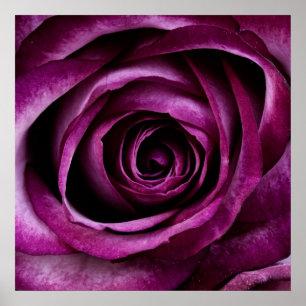 Póster Rosa morado