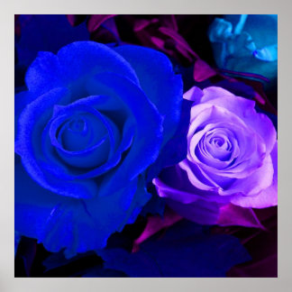 Póster Rosa morado azul