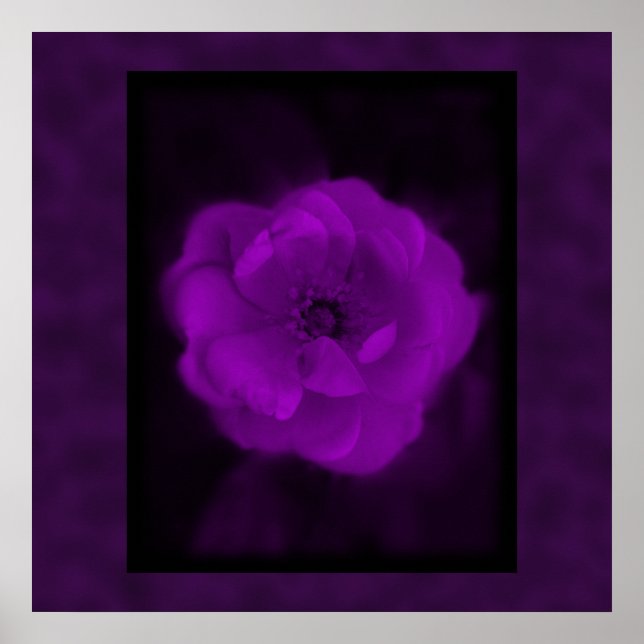 Póster Rosa morado. Con negro y morado oscuro. (Frente)