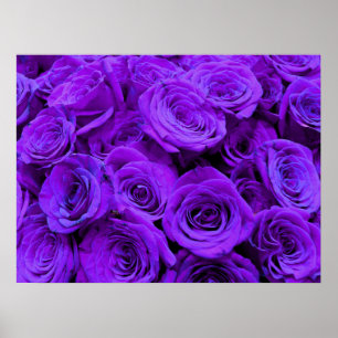 Póster Rosa morado, flores azul violeta vibrante