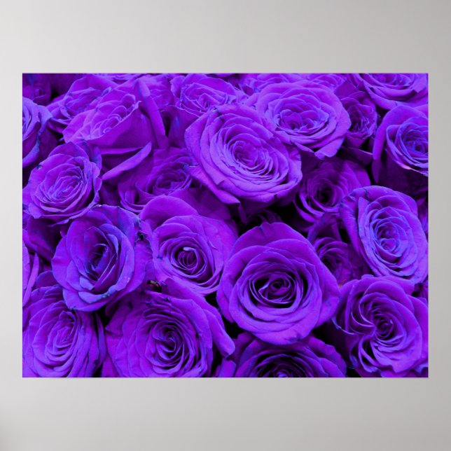 Póster Rosa morado, flores azul violeta vibrante (Frente)