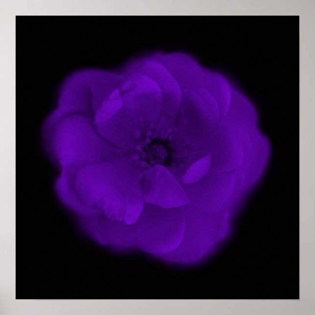 Póster Rosa morado. Fondo negro. (Frente)