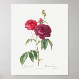 Póster Rosa morado francés vintage Floral rosa Rosa de ma