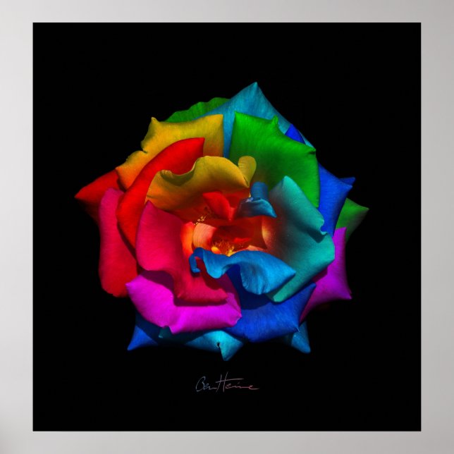 Póster Rosa multicolor (Frente)