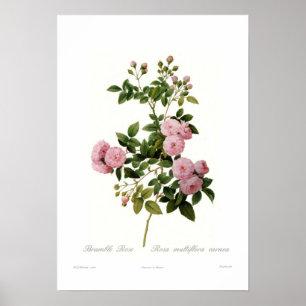 Póster Rosa multiflora carnea (Rosa Bramble)