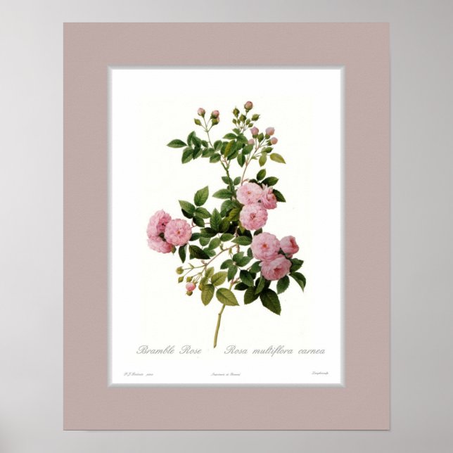 Póster Rosa multiflora, frontera Personalizado (Frente)