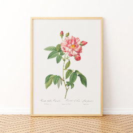 Póster Rosa Mundi Vintage Rosa Francés Rosa