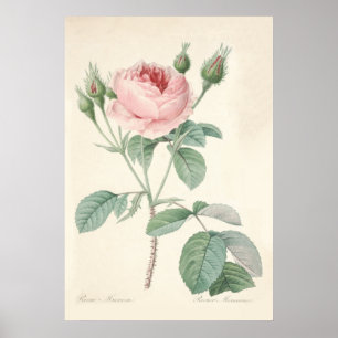 Póster Rosa Muscosa Poster