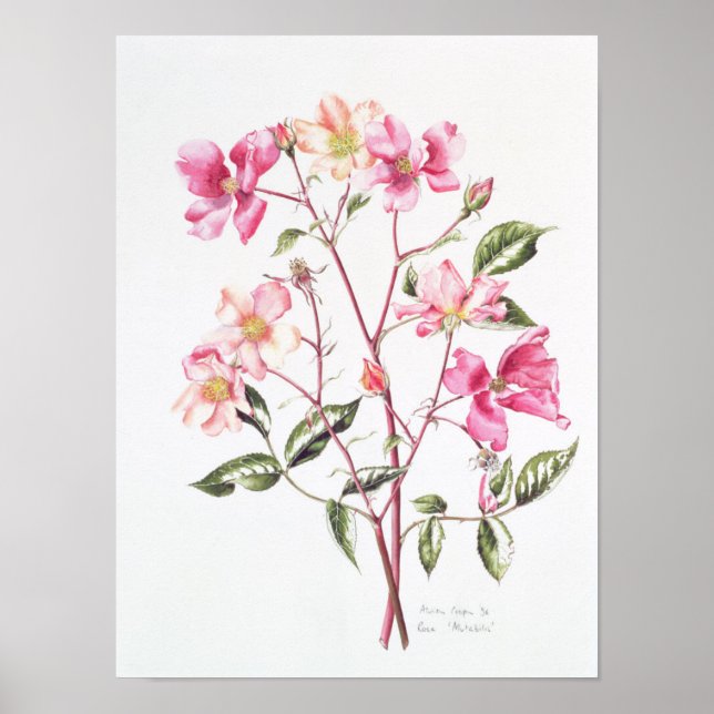 Póster Rosa 'Mutabilis' 1996