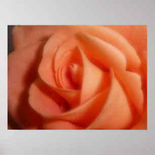 Póster Rosa Naranja