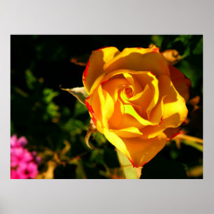Póster rosa naranja