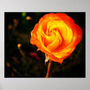 Póster rosa naranja