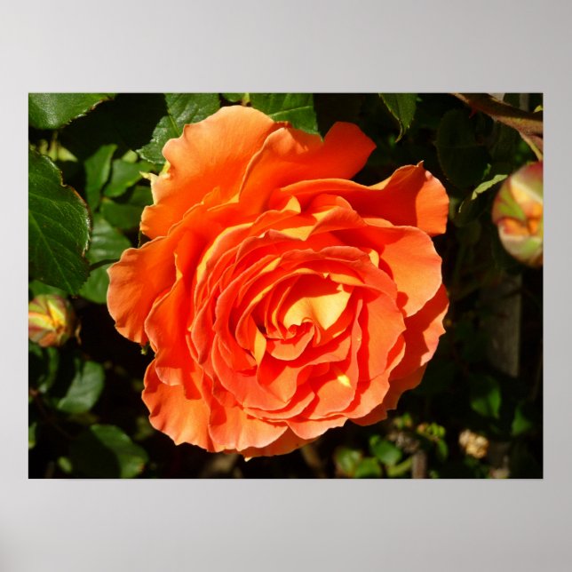 Póster Rosa naranja I Bonito Floral (Frente)