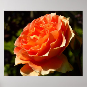 Póster Rosa naranja II Hermosa Floral