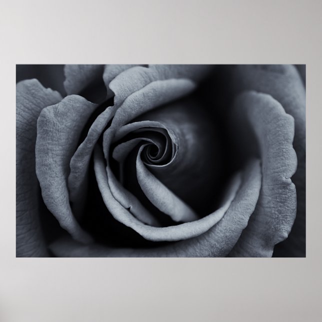 Póster Rosa negra y blanca (Frente)
