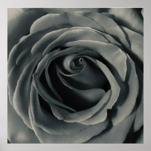 Póster Rosa negra y blanca