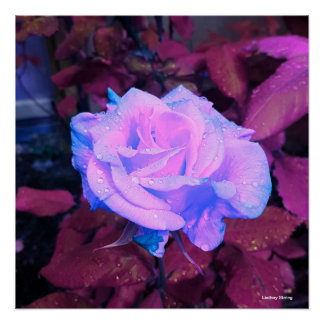 Poster Rosa Neon de 20" x 20"