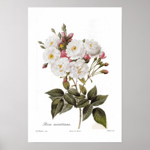 Póster Rosa noisettiana