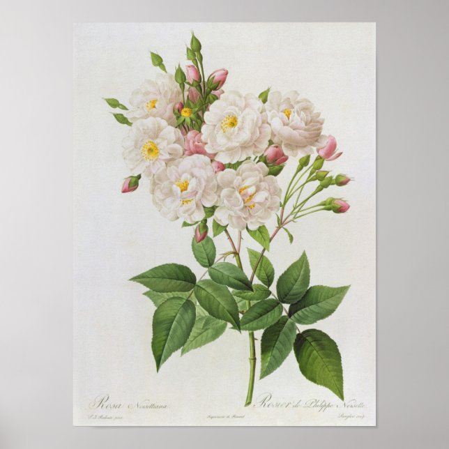 Póster Rosa Noisettiana, de 'Les Rosas' (Frente)
