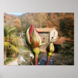 Póster Rosa otoñal toscano. Toscana.
