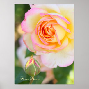 Póster Rosa Peace [Valor Cartel Papel]