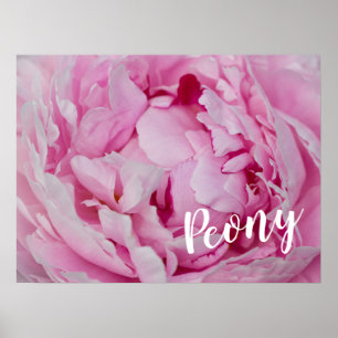 Póster Rosa Peony Blossom para los amantes de las flores 