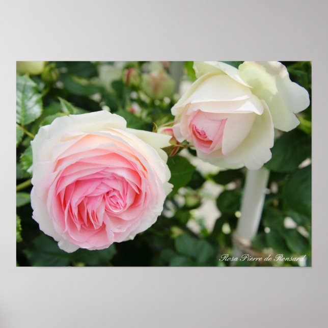 Póster Rosa Pierre de Ronsard (Frente)