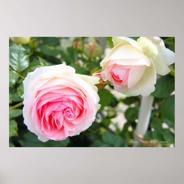 Póster Rosa Pierre de Ronsard [Poster] (Frente)