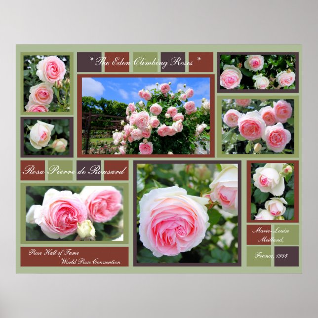 Póster Rosa Pierre de Ronsard [Poster de Arte] (Frente)