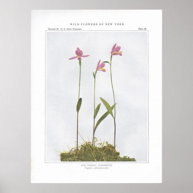 Póster Rosa Pogonia; Snakemouth - Pogonia ophioglossoides (Frente)